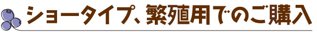 ショータイプ、繁殖用でのご購入