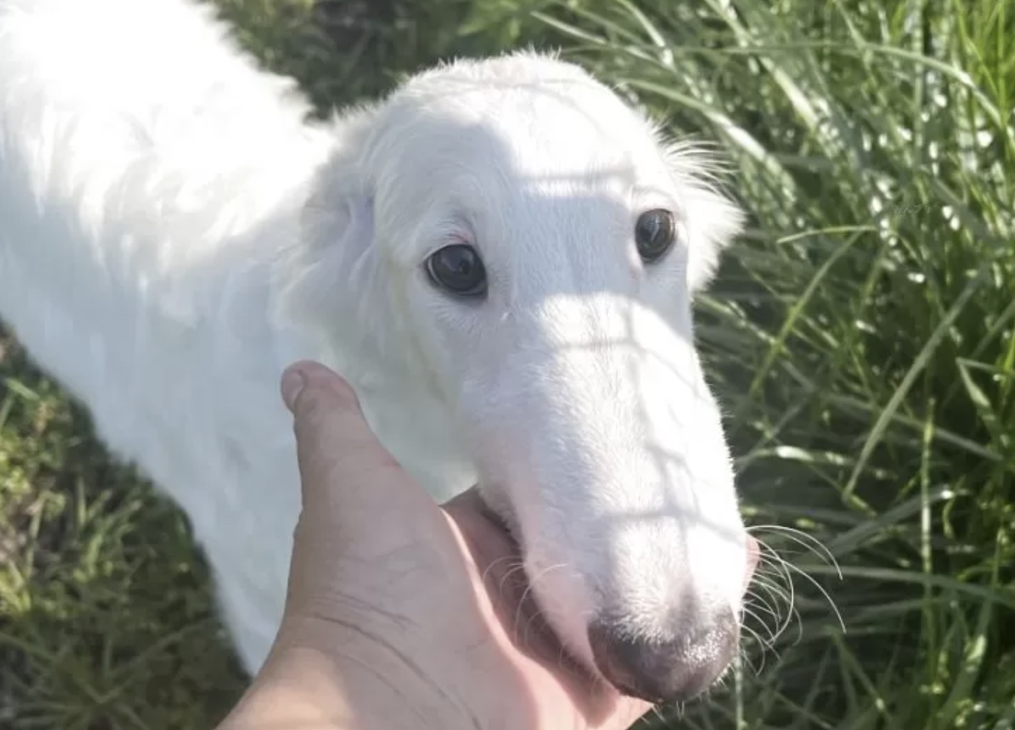 ボルゾイ