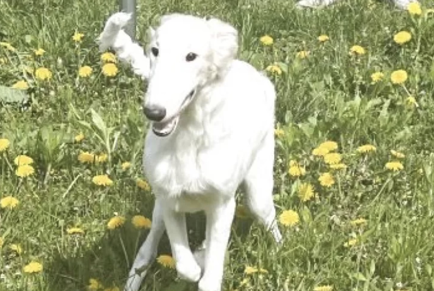 ボルゾイ