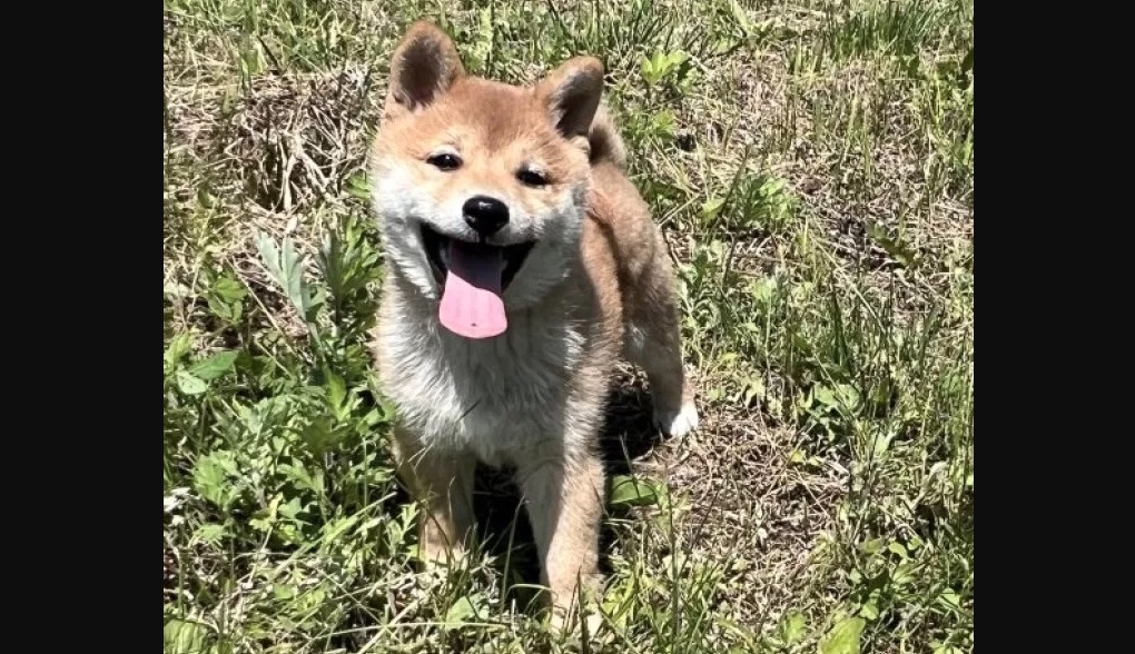 柴犬