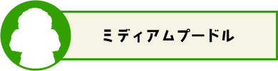 ミディアムプードル