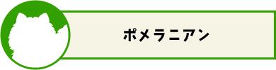 ポメラニアン