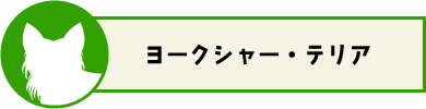 ヨークシャー・テリア