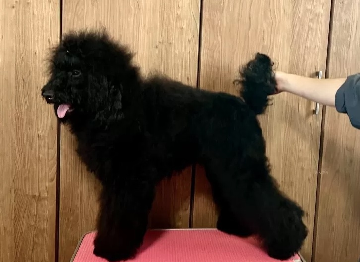 ミディアムプードル