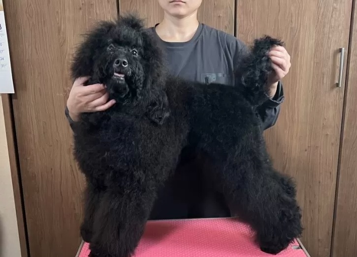 ミディアムプードル