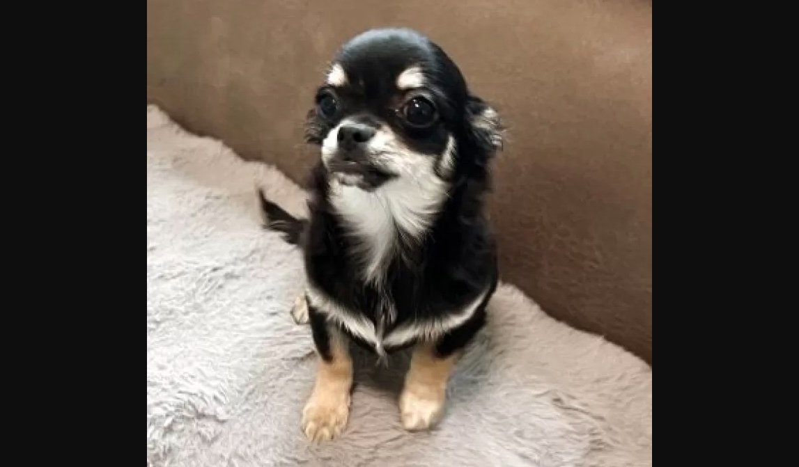 チワワ