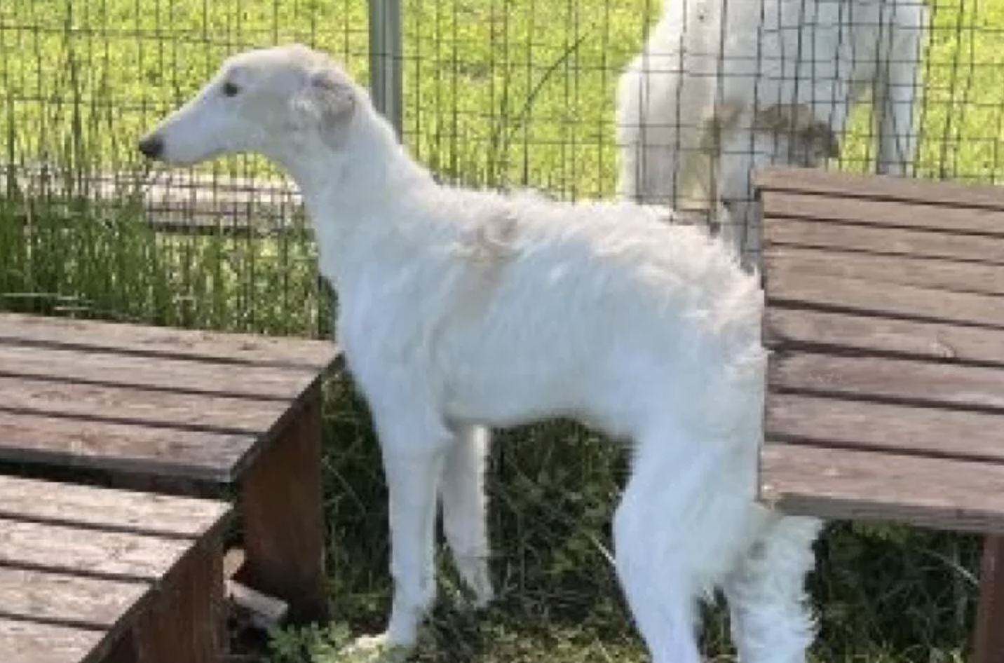 ボルゾイ