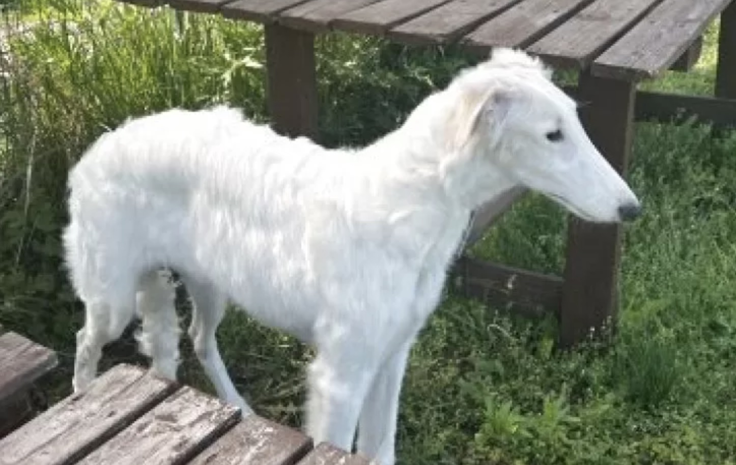 ボルゾイ