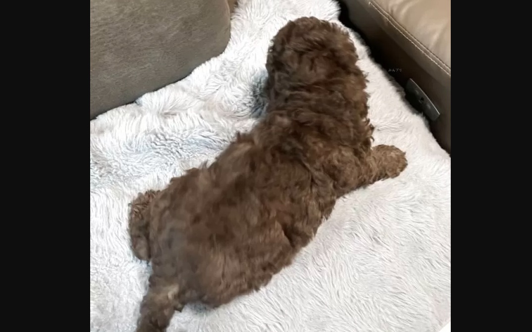ミディアムプードル
