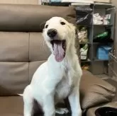 ボルゾイ