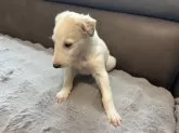 ボルゾイ