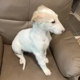 ボルゾイ