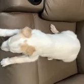 ボルゾイ